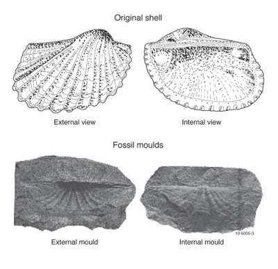 fossil moulds
